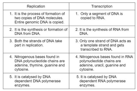 Dna Polymerase 1 Vs 3