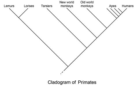 Template:Clade - Template:Clade - JapaneseClass.jp