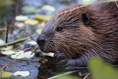 6 Things Beavers Like to Eat Most (Diet, Care & Feeding Tips)