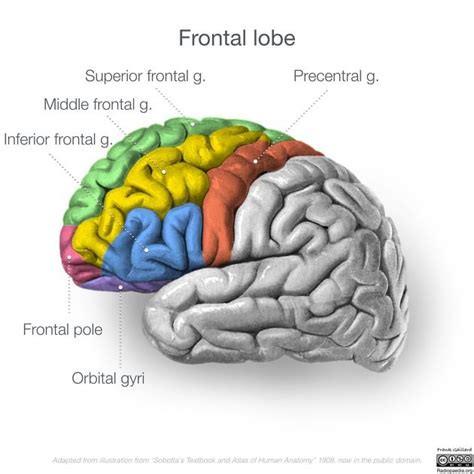 Temporal lobe | Radiology Reference Article | Radiopaedia.org