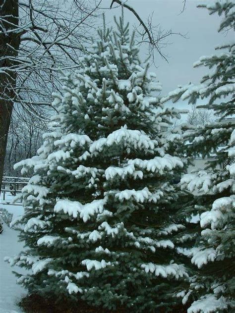 Blue Spruce - Colorado State Tree | Sweet Home Colorado | Pinterest