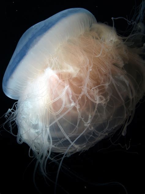 "Pink Meanie" Pictures: New Jellyfish Attacks Other Jellies