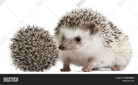 Four-toed Hedgehogs, Image & Photo (Free Trial) | Bigstock