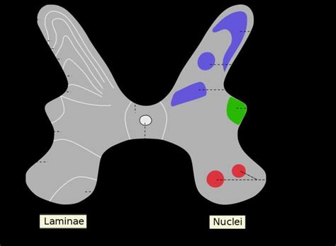 Substantia gelatinosa of Rolando - Alchetron, the free social encyclopedia