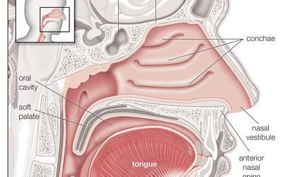 Nasal Turbinates: Structure, Function, and Disorders