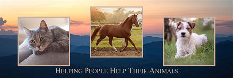 Appalachian Animal Hospital | Weaverville veterinarians