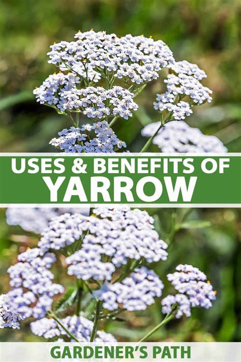 The Uses and Benefits of Yarrow | Gardener’s Path