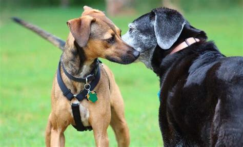 Incredible Facts About Your Dog’s Sense of Smell | Nylabone