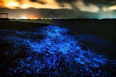 Where to See Bioluminescence Abroad, From Jamaica to Japan