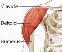 Deltoid Strain Treatment, recovery and rehabilitation | SportsMD