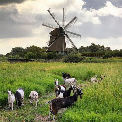 The Dutch Landrace goats keep the Twiske Mill running | Goats, Dutch, Going dutch