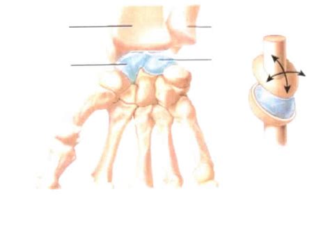 Condyloid Joint Diagram | Quizlet