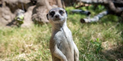 Welcome to the Zoo! - The Houston Zoo