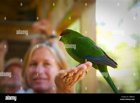 Kakariki bird hi-res stock photography and images - Alamy