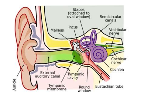 A Guide to Tensor Tympani Syndrome: Its Causes, Symptoms, and Treatment