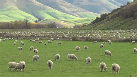 A flock of sheep with wool image - Free stock photo - Public Domain photo - CC0 Images