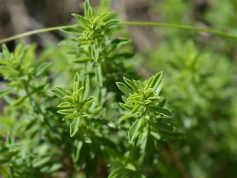 Winter Savory Plant Info - Tips On Growing Winter Savory In Your Garden