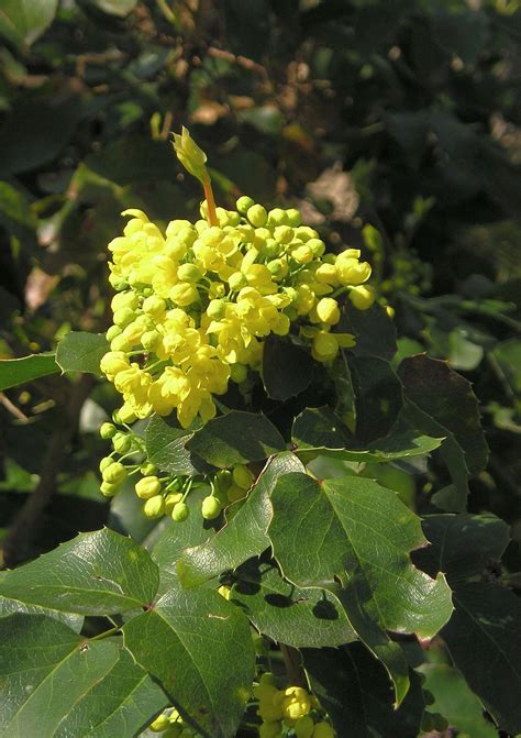 Gardening 101: Mahonia - Gardenista