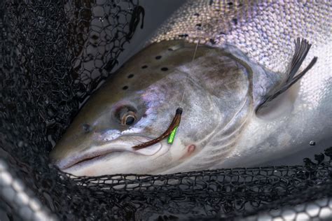 Salmon Fly Fishing: An Angler's Guide - Into Fly Fishing