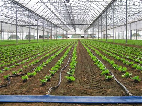 How to Build a Greenhouse Drip Irrigation System - Greenhouse Info