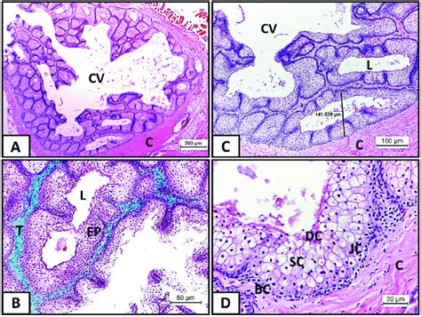 Light microscopy of uropygial gland of adult pigeon. a) A lobe of the... | Download Scientific ...