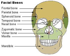 Hari's Random Thoughts by Hariharan Ramamurthy: CCH_Anatomy _Basics_Axial Skeleton and ...