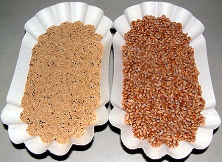 Amaranth grain - Wikipedia