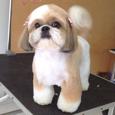 Shih Tzu – Affectionate and Playful