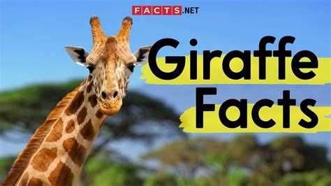 Amazing Giraffe Facts You Need To Know! - YouTube