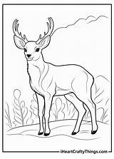 Buck Deer Coloring Page sketch template
