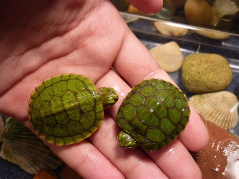 Wildlife New Baby Red Ear Slider Turtles