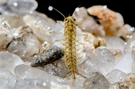 Ephemeroptera | The Microscopic Life of Shetland Lochs