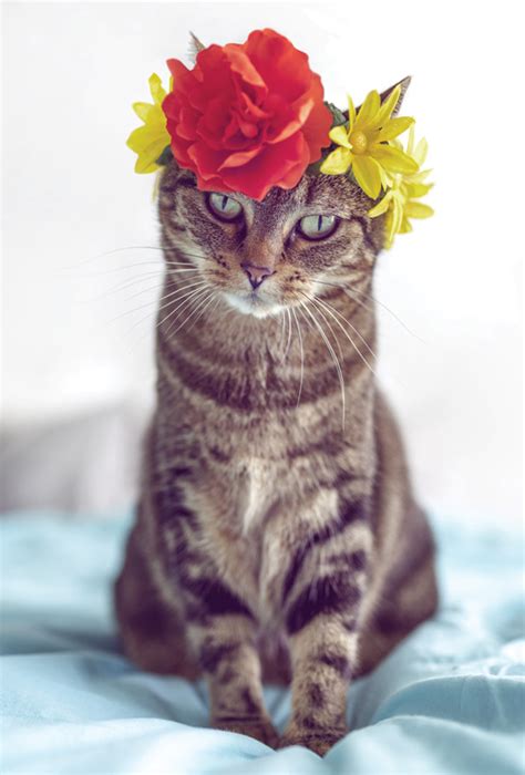 Cute cat with flower crown / Dogs and cats / Postcards / Postallove - Postkarten für ...