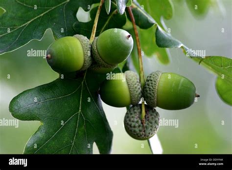 oak tree with seed Stock Photo - Alamy