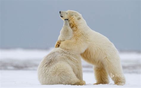 Polar bear cubs playing in Kaktovik, Alaska - Bing Wallpapers - Sonu Rai