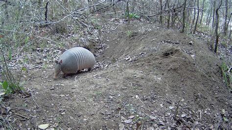 Armadillo noodling around near a burrow - YouTube