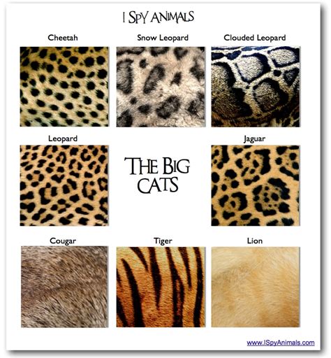 I Spy Animals: Seeing spots...a Big Cat Test