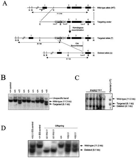 (A) Structure of the targeting vector and partial restriction map of... | Download Scientific ...