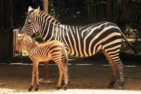 Female zebra foal becomes Mysuru zoo's newest resident - The Statesman