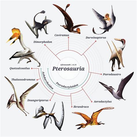 Pterosauria: The Cladogram Poster by Franz Anthony in 2021 ...