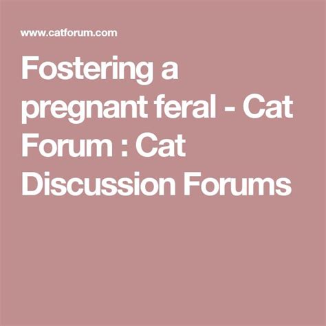 Fostering a pregnant feral - Cat Forum : Cat Discussion Forums | Feral cats, The fosters, Pregnant