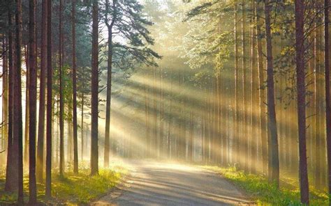 nature, Wood, Trees, Forest, Leaves, Road, Grass, Sun Rays, Branch, Shadow Wallpapers HD ...