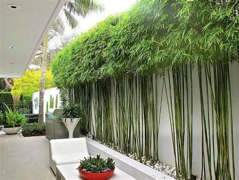 10 Bamboo Landscaping Ideas - Garden Lovers Club | Bamboo landscape, Modern garden landscaping ...