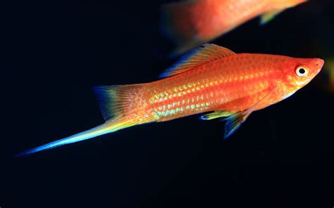 Swordtail Fish Water Temperature - Complete Guide - AquariumNexus