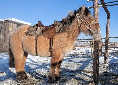 Discover the Extraordinary: Unveiling 8 Weird and Unusual Horse Breeds That Will Leave You ...