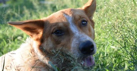 Clefairy - Medium Male Corgi, Cardigan x Red Heeler Mix Dog in QLD - PetRescue