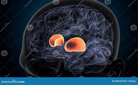 3d Illustration Of Human Brain Putamen Anatomy . Royalty-Free Stock ...