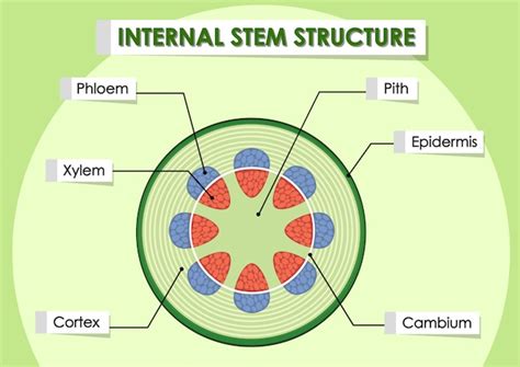 Plant Stem Diagram