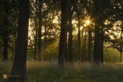 Sonnenaufgang im Wald Bild bestellen - Naturbilder bei Wildlife Media