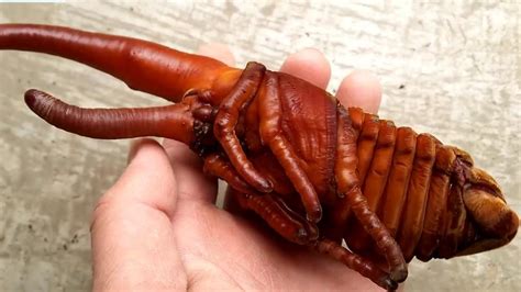 Hirofumi Kawano captures a rarely seen Hercules Beetle pupa. | Hercules ...